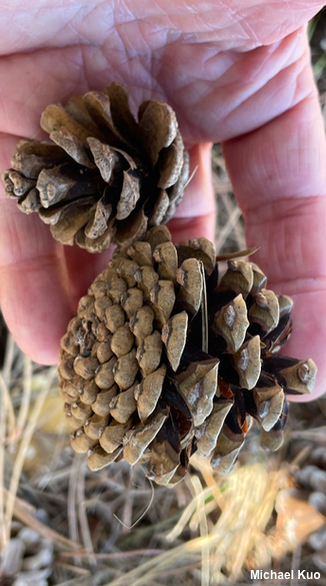 Pinus resinosa