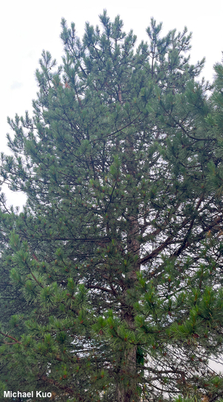 Pinus resinosa