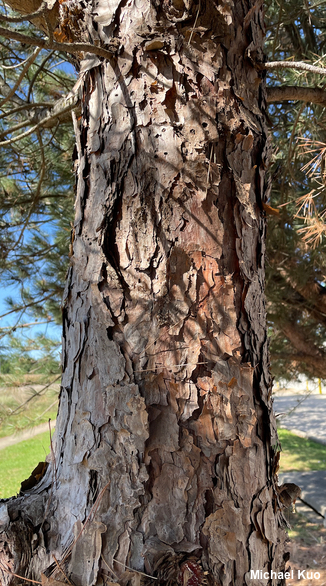 Pinus resinosa