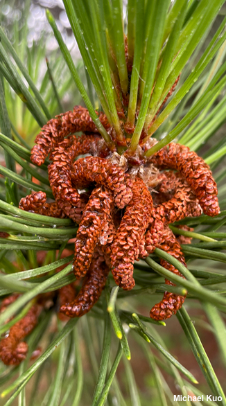 Pinus resinosa