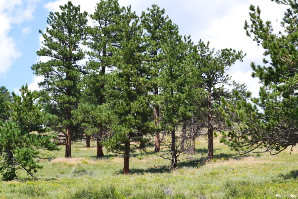 Pinus ponderosa