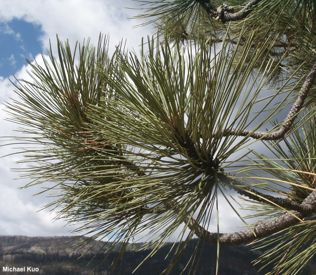 Pinus ponderosa