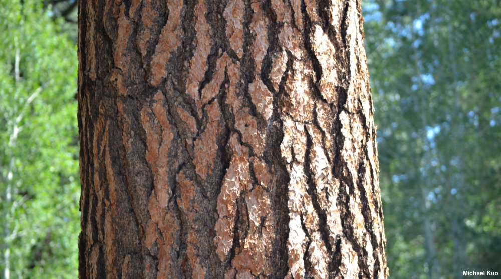 Pinus ponderosa