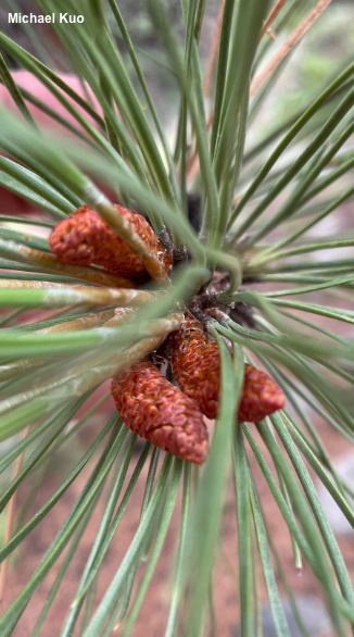 Pinus ponderosa