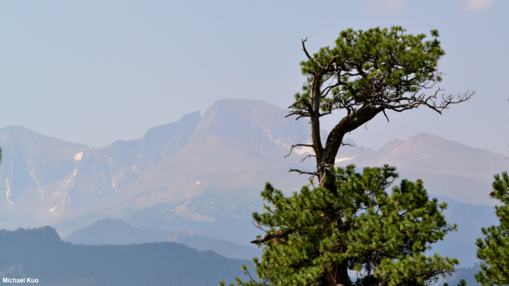 Pinus ponderosa