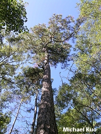 Pinus taeda