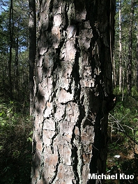 Pinus taeda