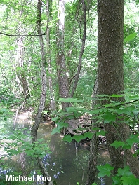 Platanus occidentalis