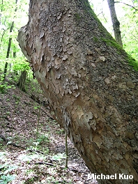 Platanus occidentalis