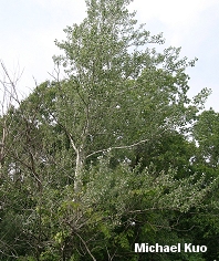 Populus alba