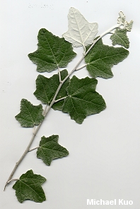 Populus alba