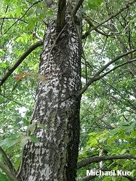 Populus alba