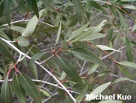 Populus angustifolia