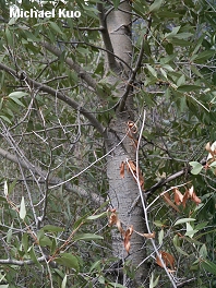 Populus angustifolia