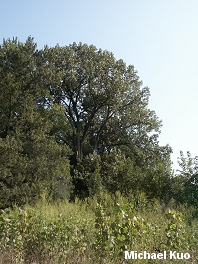 Populus deltoides