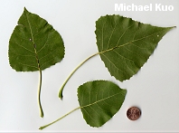 Populus deltoides