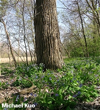 Populus deltoides