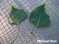 Populus deltoides ssp. monilifera