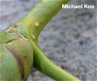 Populus deltoides ssp. monilifera