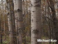 Populus grandidentata