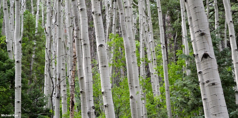 Populus tremuloides