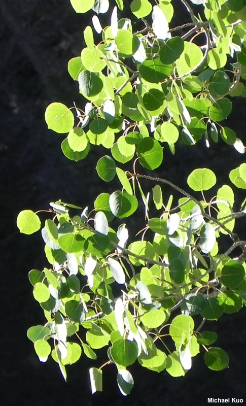 Populus tremuloides