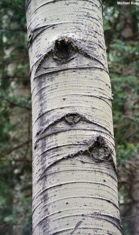 Populus tremuloides