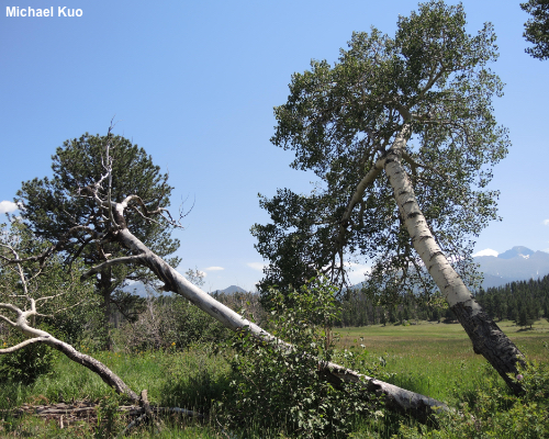 Populus tremuloides