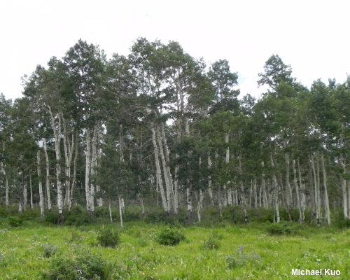 Populus tremuloides