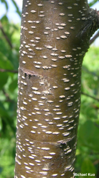 Prunus serotina