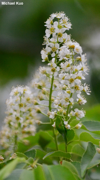 Prunus serotina