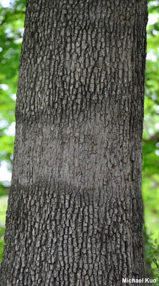 Quercus alba