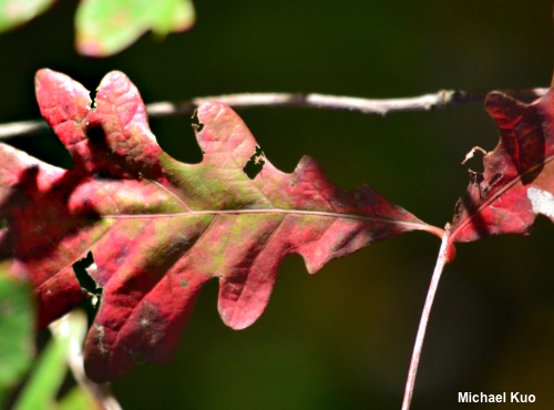 Quercus alba