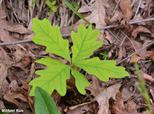 Quercus alba