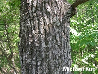 Quercus falcata