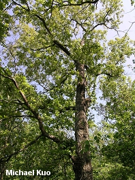 Quercus falcata