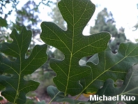 Quercus gambelii