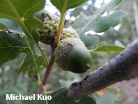 Quercus gambelii