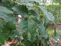 Quercus montana