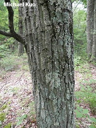 Quercus montana