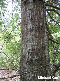 Quercus nigra