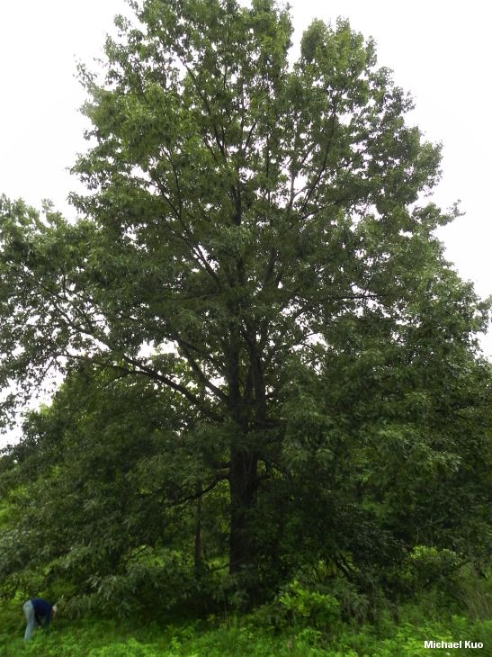 Cherrybark Oak (MushroomExpert.Com)
