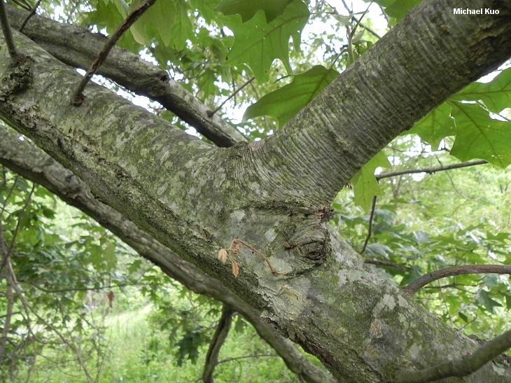 Cherrybark Oak (MushroomExpert.Com)
