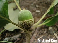 Quercus stellata