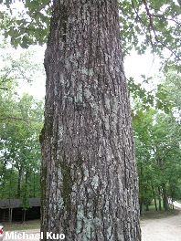 Quercus stellata