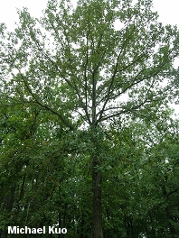 Quercus stellata