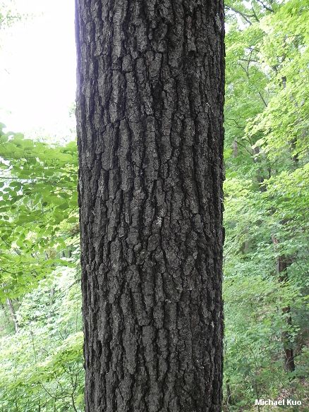 Black Oak (MushroomExpert.Com)