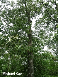 Black Oak (MushroomExpert.Com)
