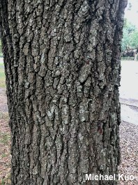 Quercus virginiana