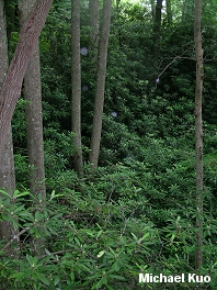 Rhododendron maximum